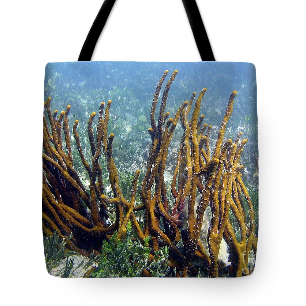 Sponge Found In St Thomas Tote Bag featuring the photograph Sponge Found In St. Thomas by Barbra Telfer