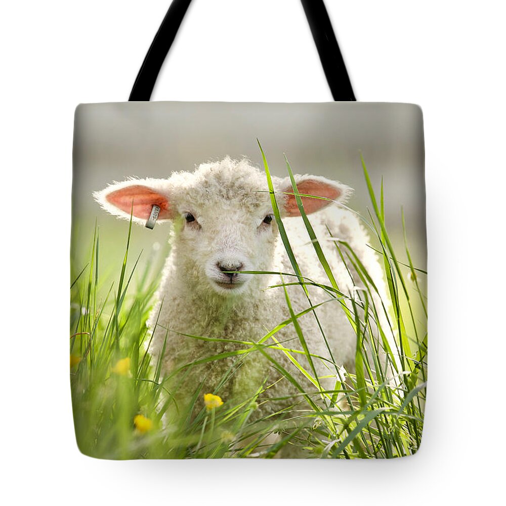 Lamb Tote Bag featuring the photograph Spring Lamb by Rachel Morrison
