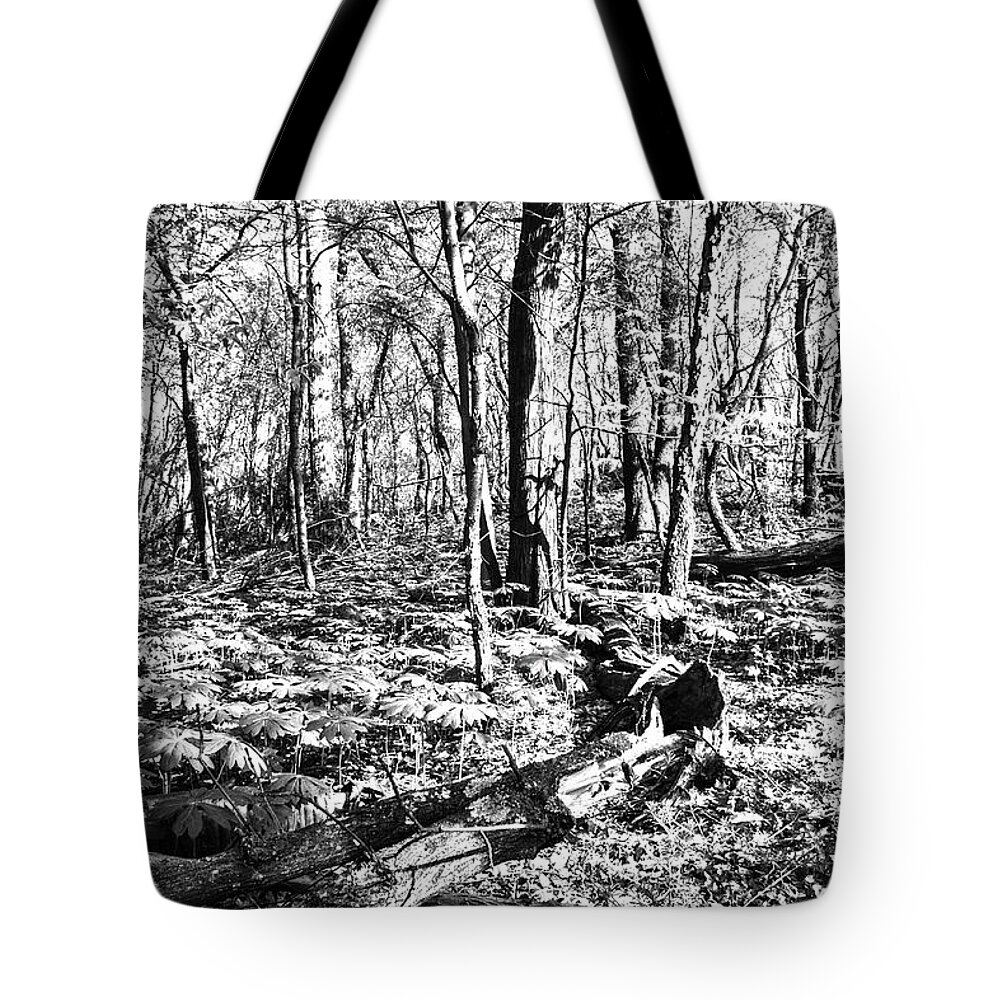 Spring Tote Bag featuring the photograph Springtime on Sugarloaf Mountain No.1 by Steve Ember