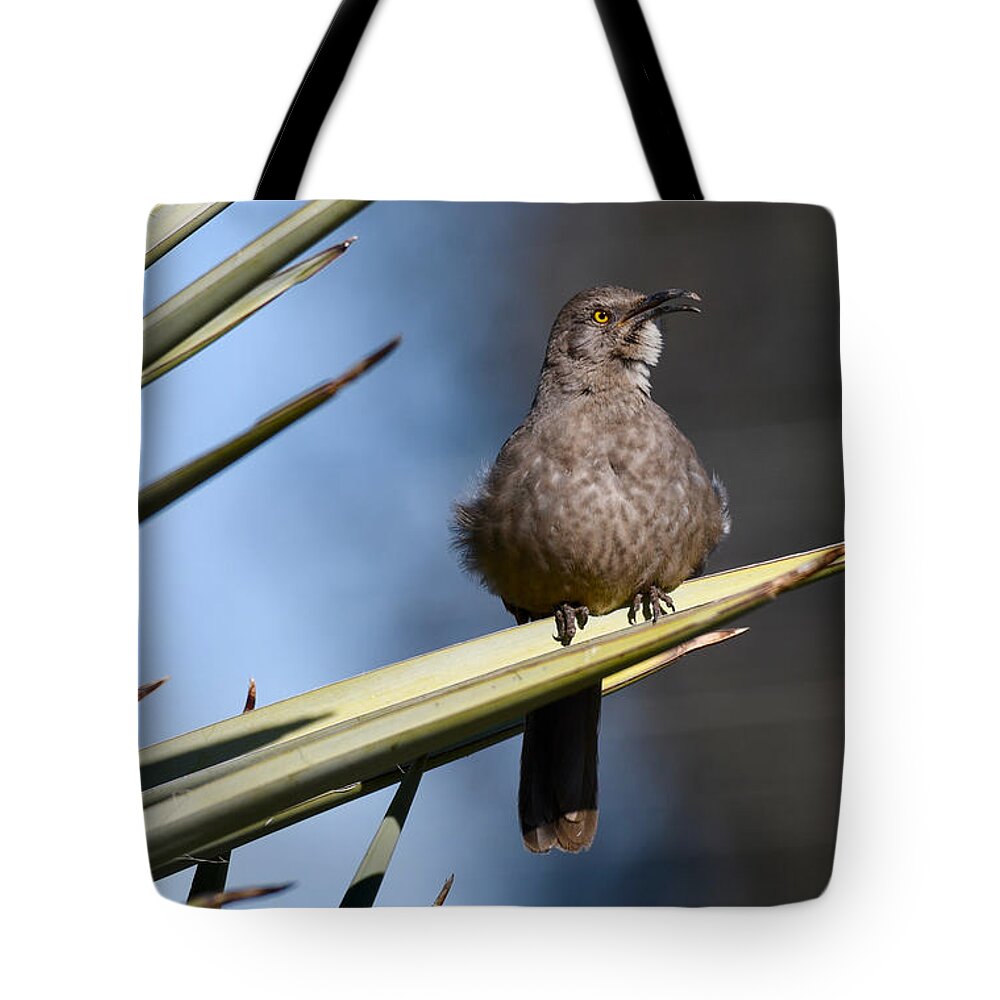 Thrasher Tote Bag featuring the photograph Squawker by Sonja Jones
