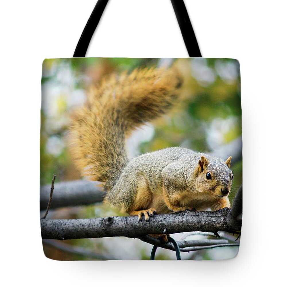 Fox Squirrel Tote Bag featuring the photograph Squirrel Crouching On Tree Limb by Don Northup