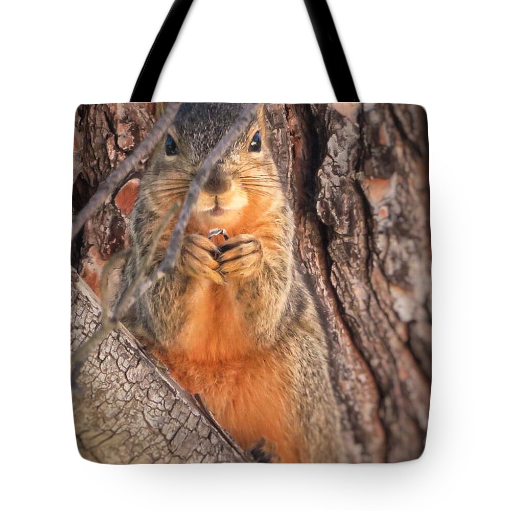 Squirrel Tote Bag featuring the photograph Squirrel eating in tree by David Zumsteg