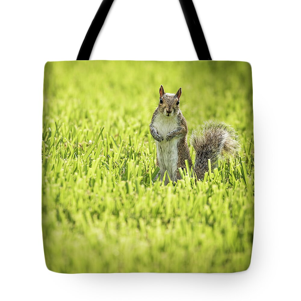 Myeress Tote Bag featuring the photograph Squirrel in Field by Joe Myeress