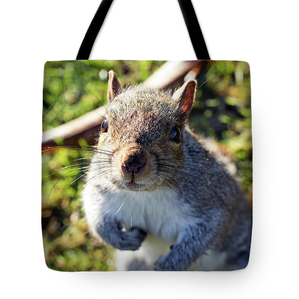 Nature Tote Bag featuring the photograph Squirrel portrait by Helga Novelli