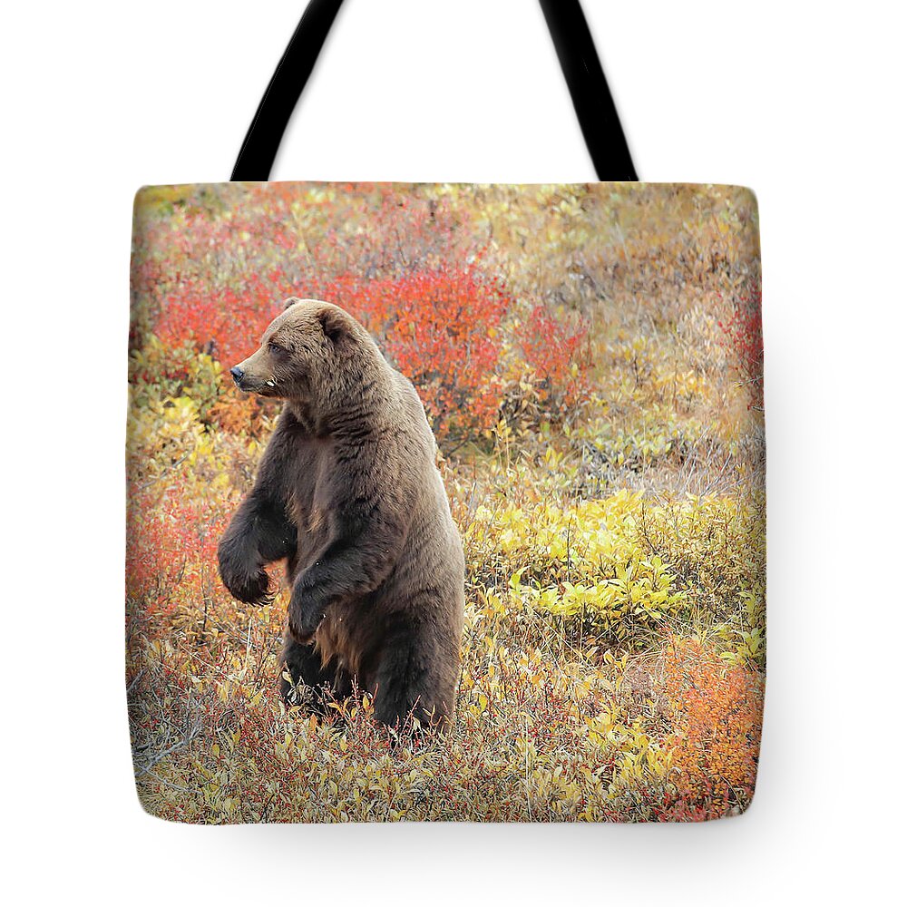 Sam Amato Photography Tote Bag featuring the photograph Standing Grizzly Bear by Sam Amato