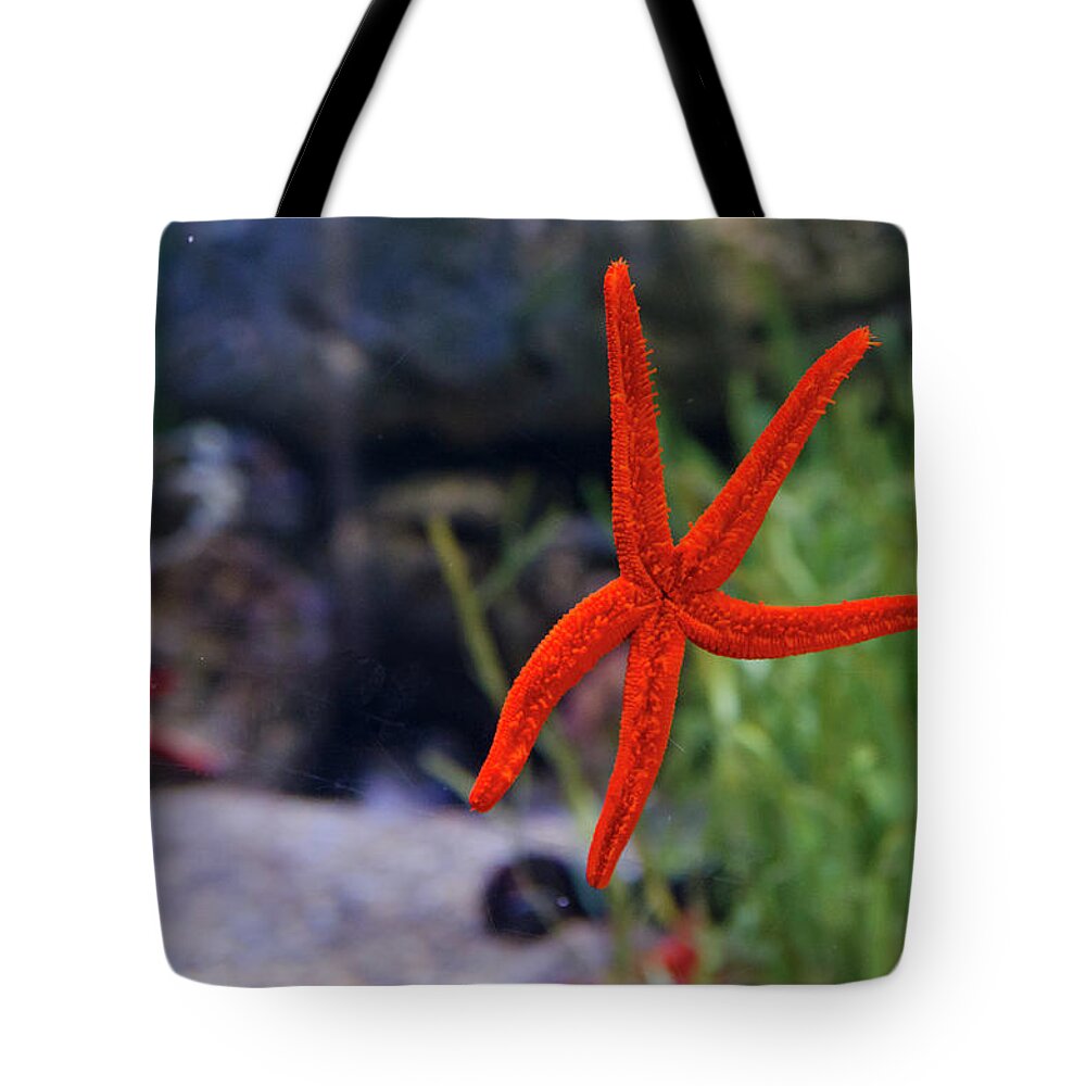 Underwater Tote Bag featuring the photograph Starfish by Albano Photography