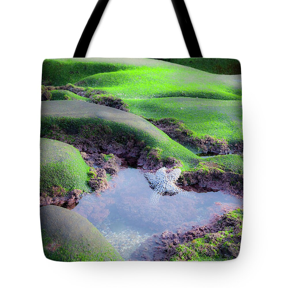 Starfish On Beach In Green Sea Moss Tote Bag featuring the photograph Starfish at La Jolla Cove Beach by Catherine Walters