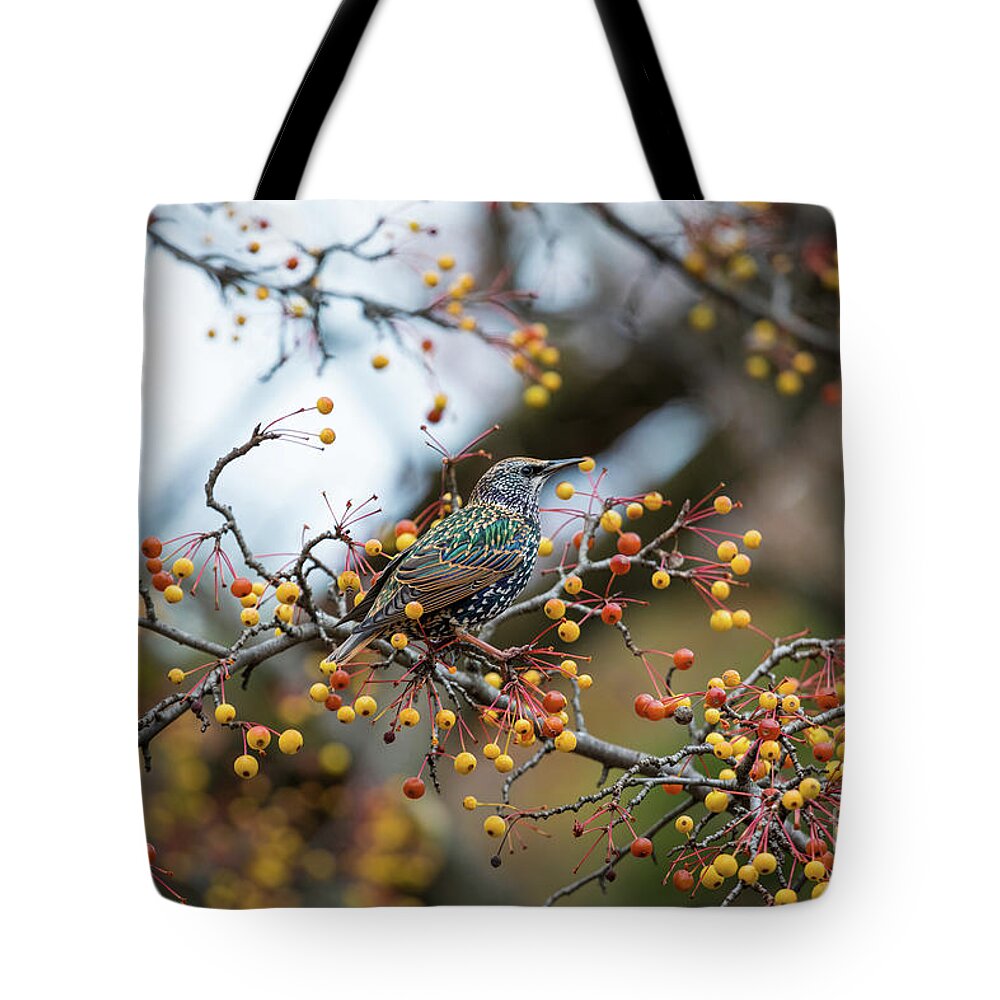 America Tote Bag featuring the photograph Starling by Inge Johnsson
