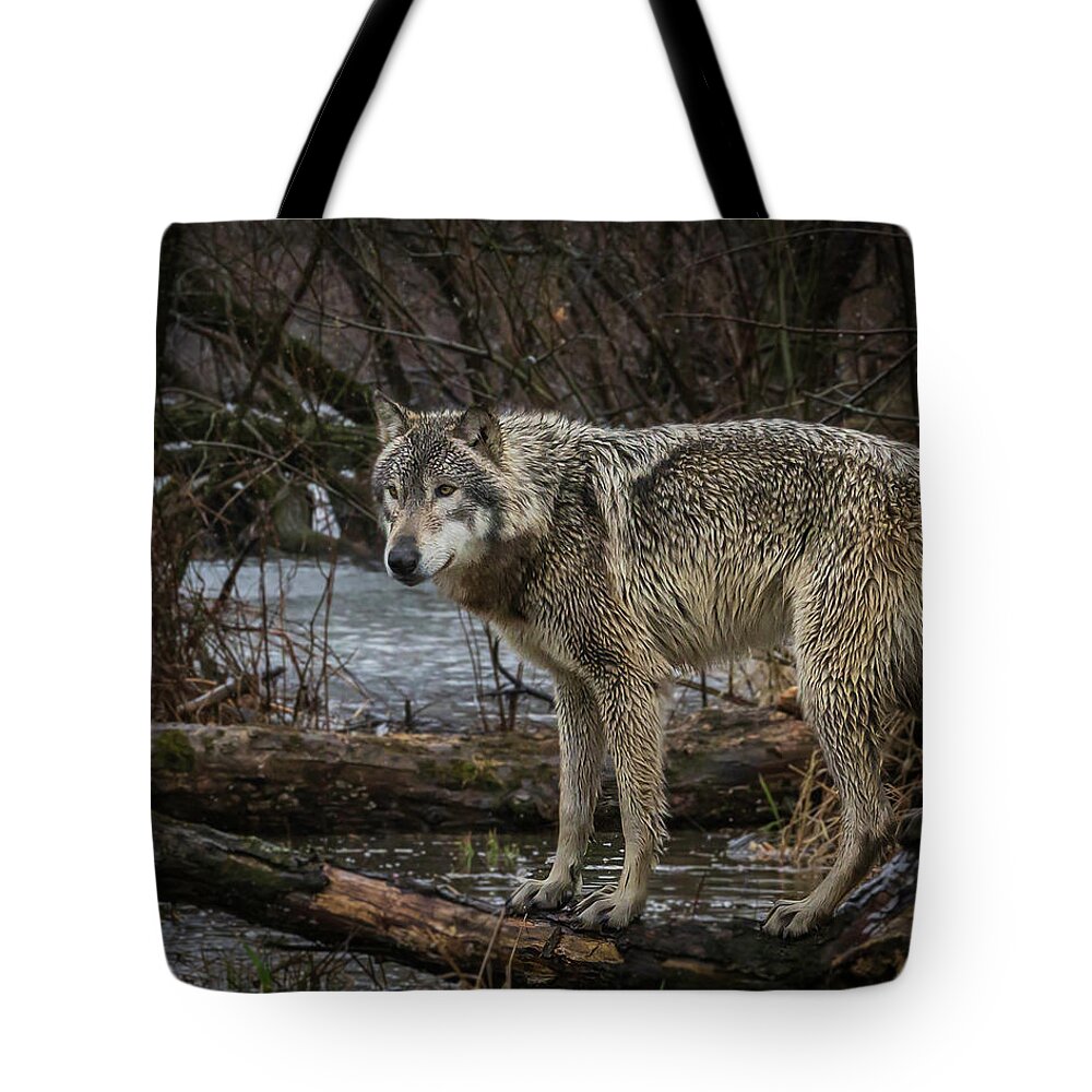 Wolf Wolves Tote Bag featuring the photograph Stay Dry by Laura Hedien