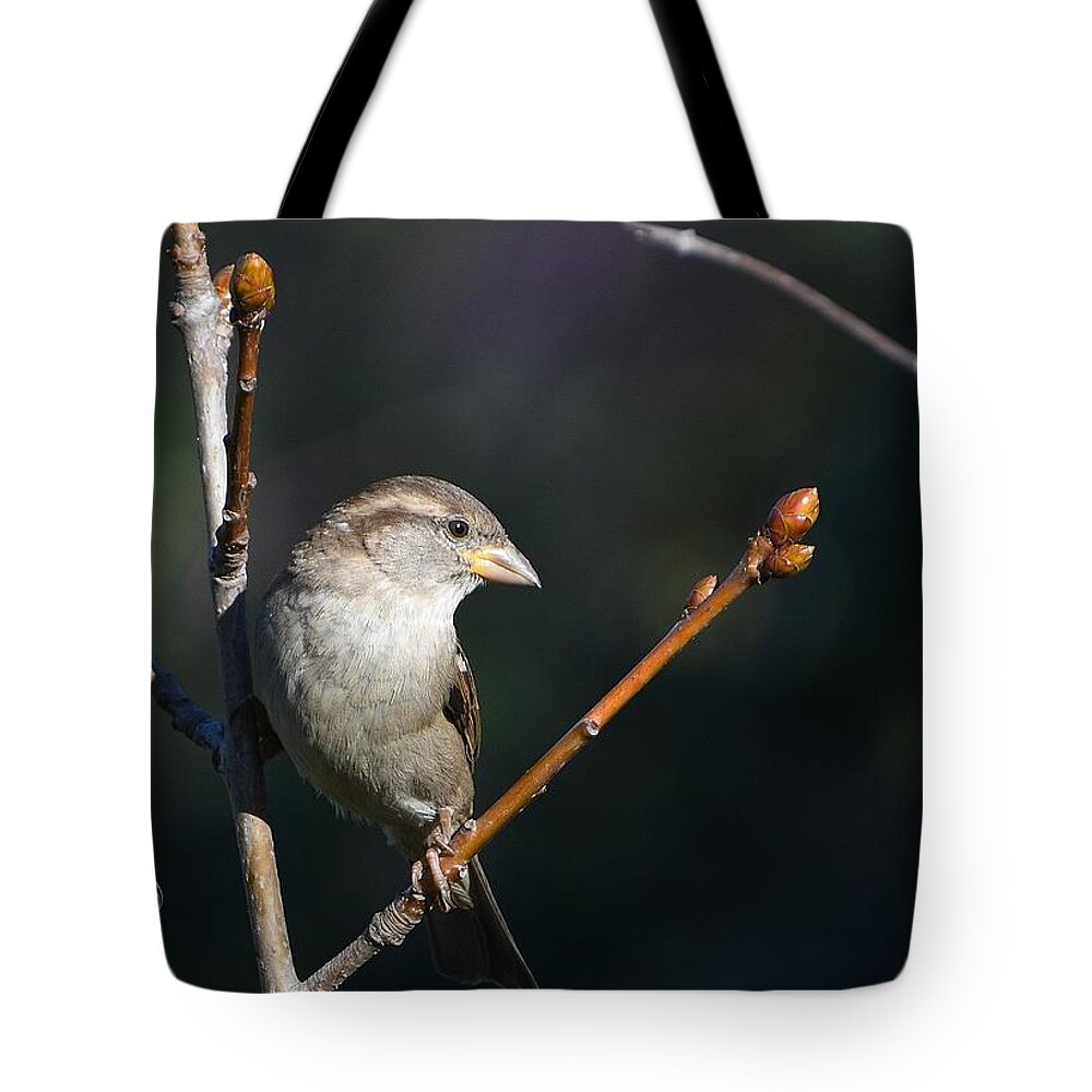 Sparrow Tote Bag featuring the photograph Straddle by Fraida Gutovich