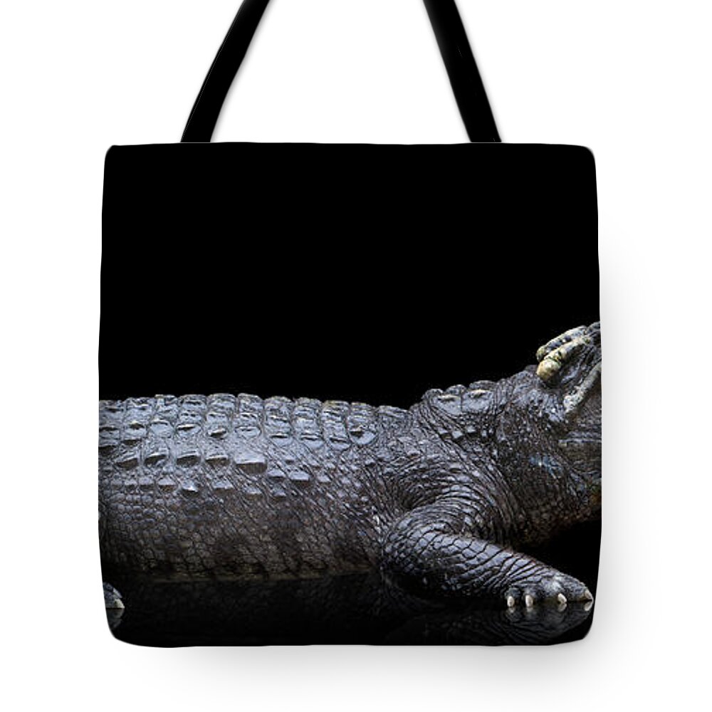 Risk Tote Bag featuring the photograph Studio Photos Of Crocodiles Profile On by John Lund