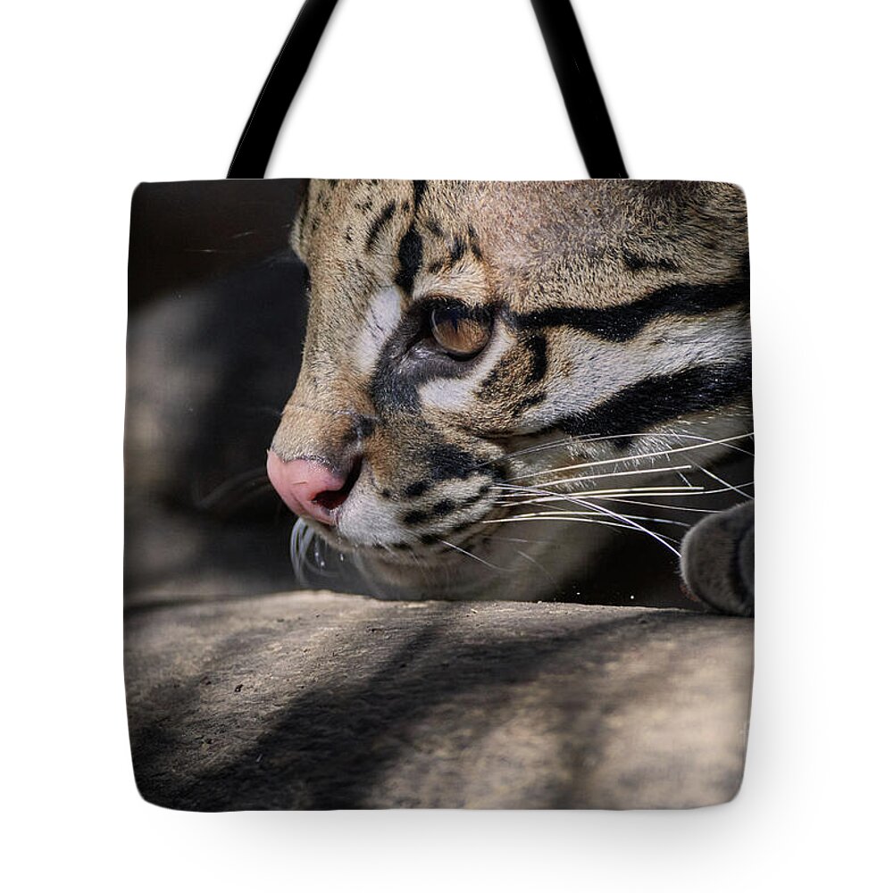 Cat Tote Bag featuring the photograph Studying by Robert WK Clark