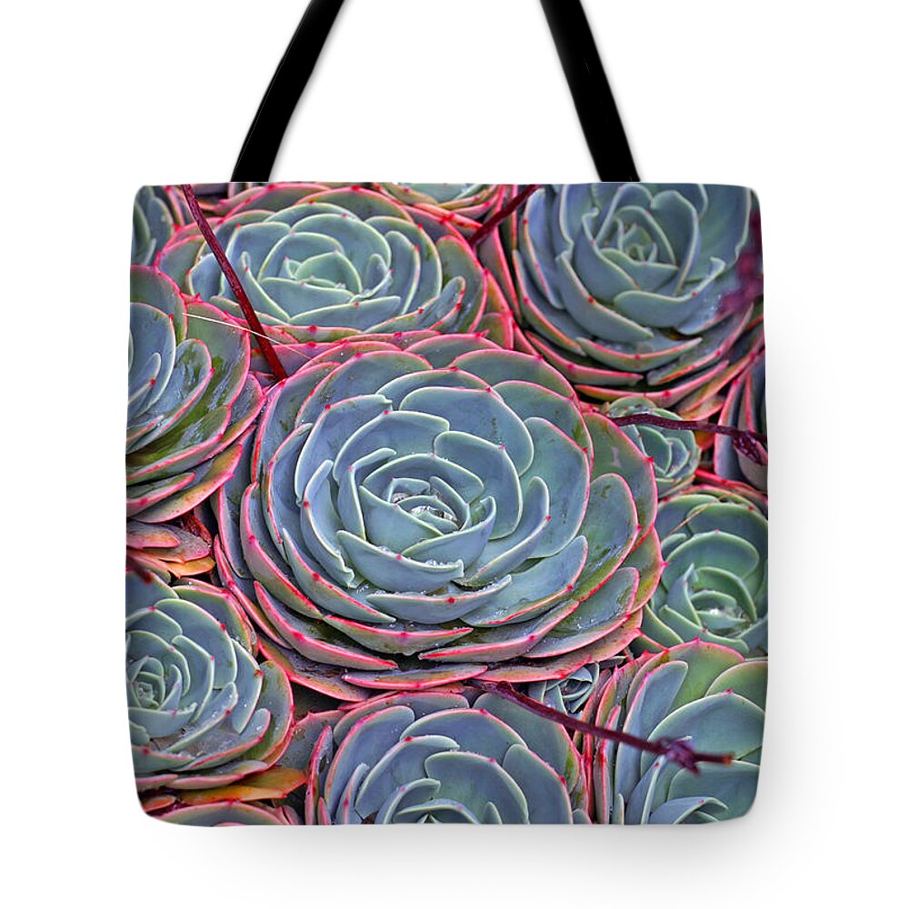 Plants Tote Bag featuring the photograph Suculents by Anthony Jones