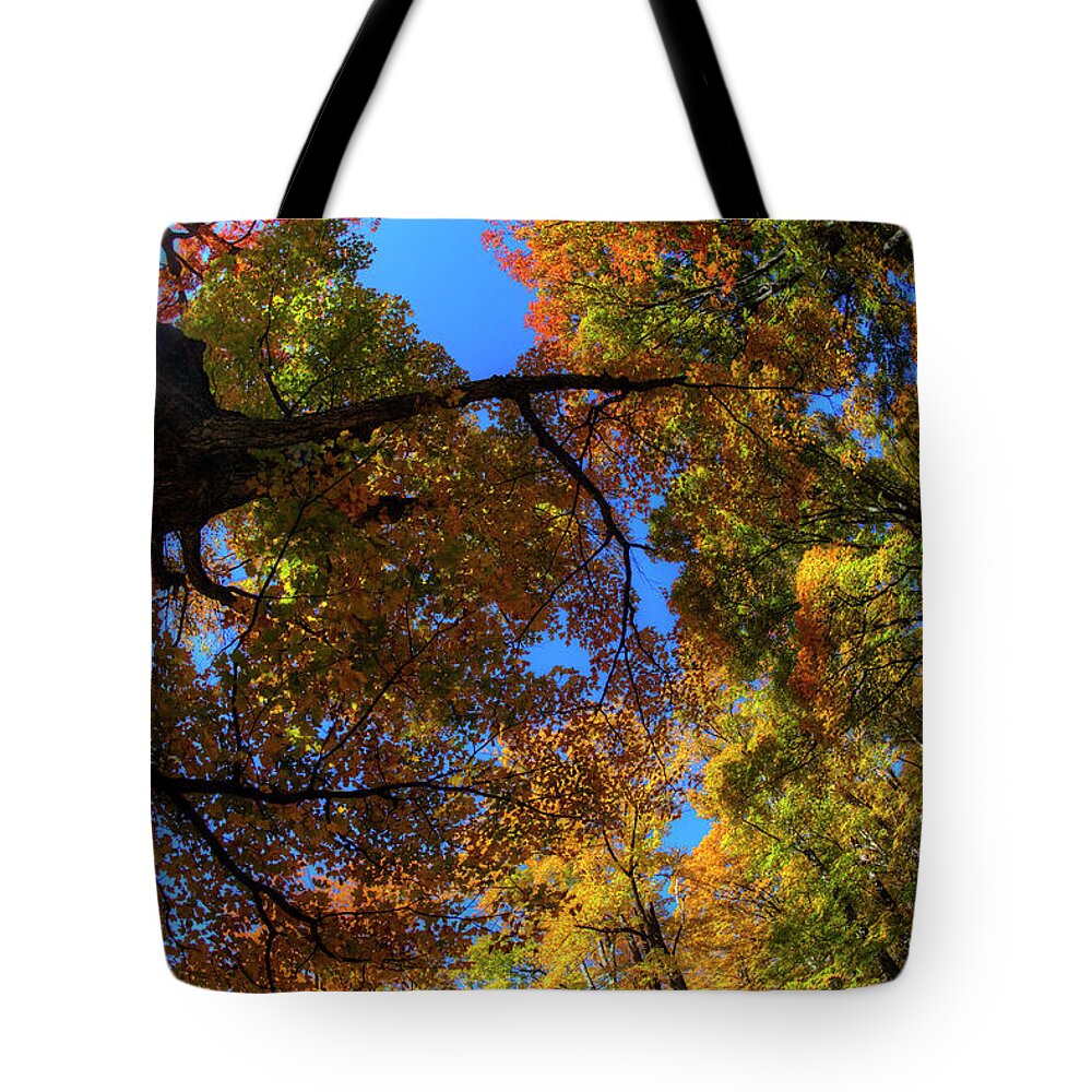 Scenics Tote Bag featuring the photograph Sugar Maple Looking Up Into Sun Star by Darrell Gulin