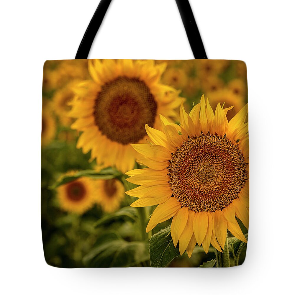 Colorado Tote Bag featuring the photograph Summer Sunny Sunflower Field by Teri Virbickis