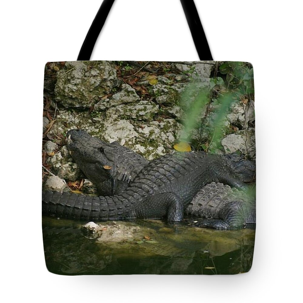 Florida Tote Bag featuring the photograph Sunbathing Gators by Lindsey Floyd