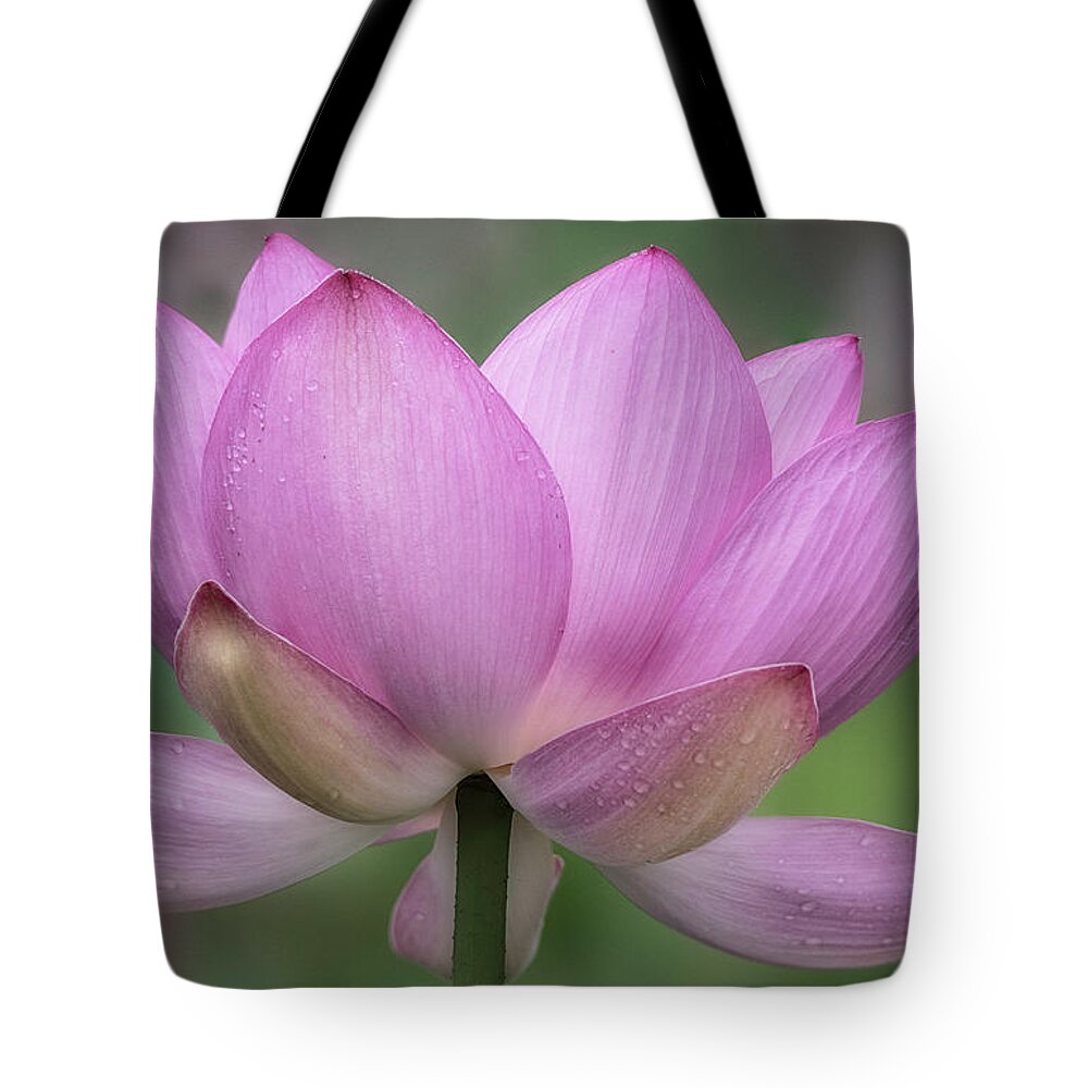 Lotus Tote Bag featuring the photograph Sunday Morning by Robert Fawcett