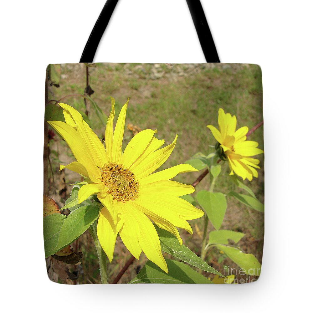 Sunflower Tote Bag featuring the photograph Sunflower 58 by Amy E Fraser