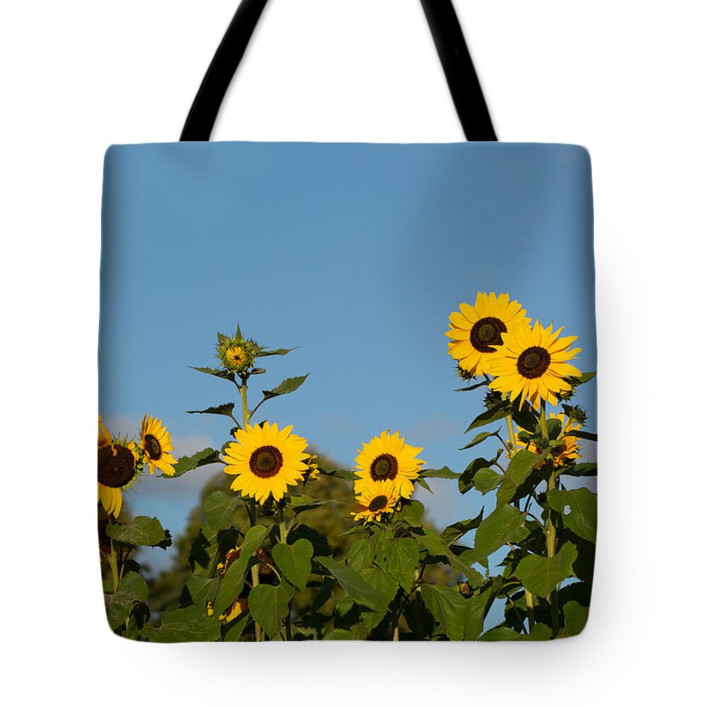 Nature Tote Bag featuring the photograph Sunflower Lineup by Douglas Wielfaert