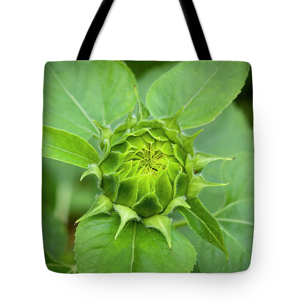 Sunflower Tote Bag featuring the photograph Sunflowers Helianthus 042 by Rich Franco