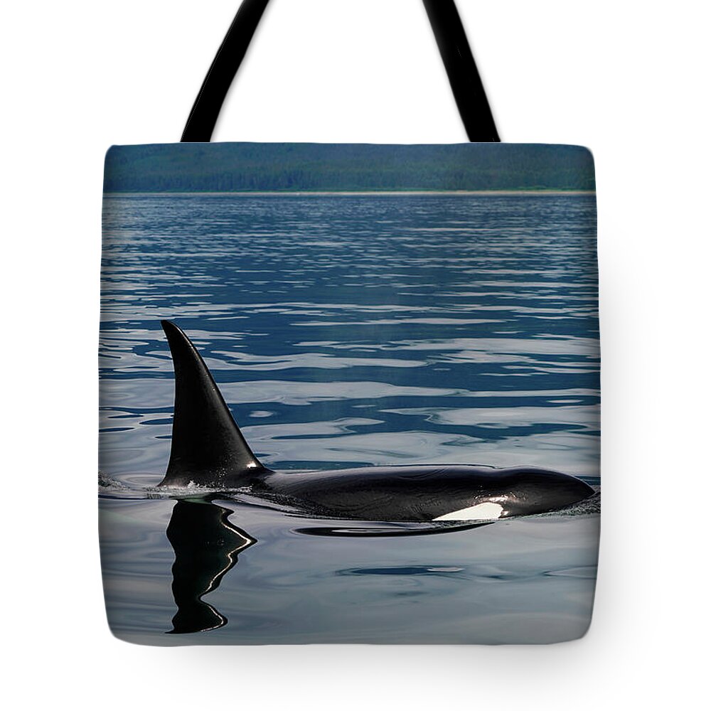00584699 Tote Bag featuring the photograph Surfacing Orca In Inside Passage by Hiroya Minakuchi