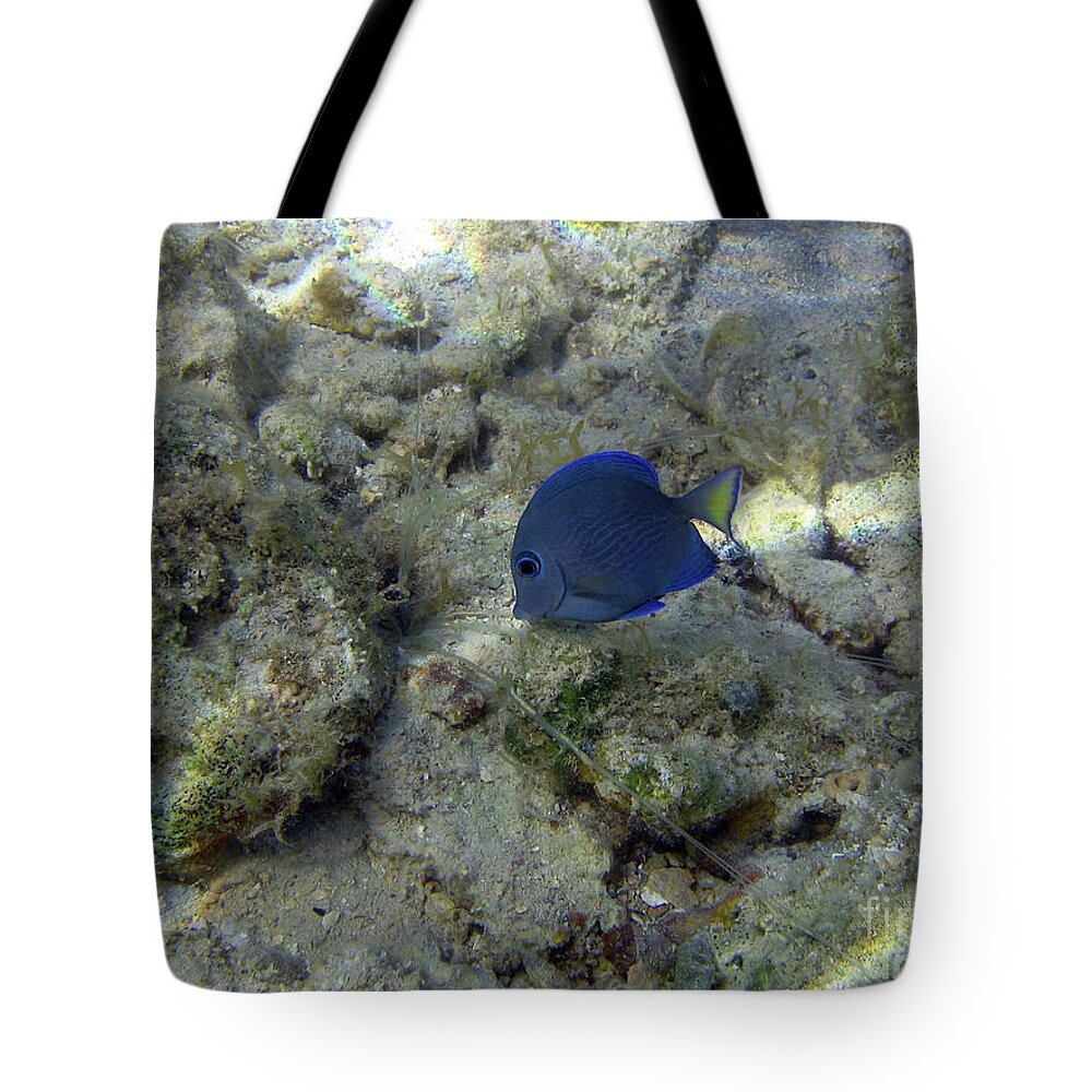 St Thomas Eye Catching Fish While Snorkeling Tote Bag featuring the photograph St. Thomas Eye Catching Fish While Snorkeling by Barbra Telfer