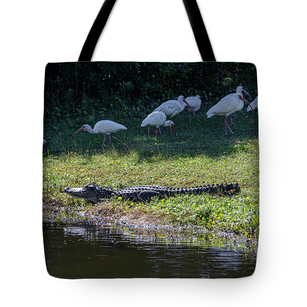 Alligator Tote Bag featuring the photograph Sushi or Chicken for Lunch by Dale Powell