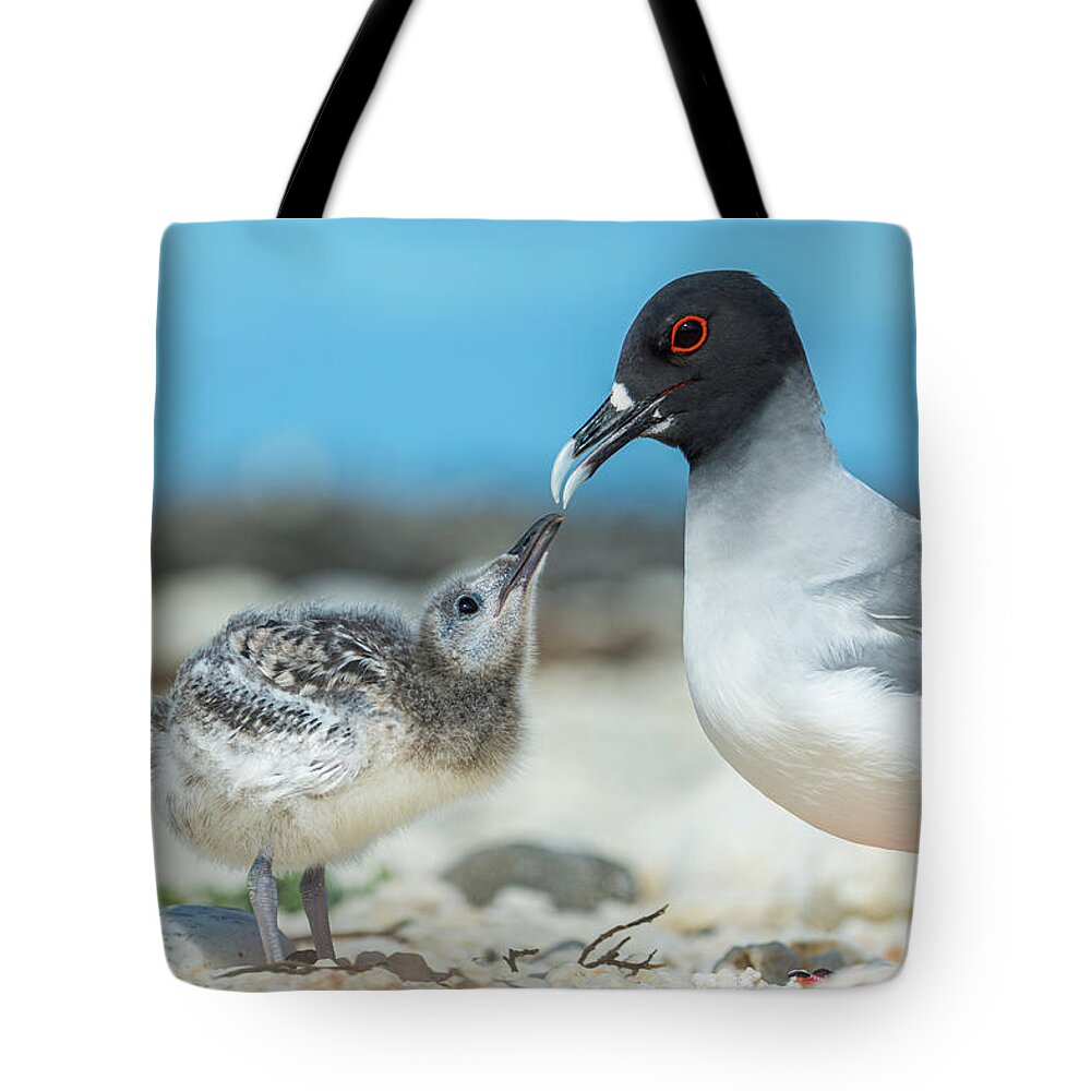 Animal Tote Bag featuring the photograph Swallow-tailed Gull And Begging Chick by Tui De Roy