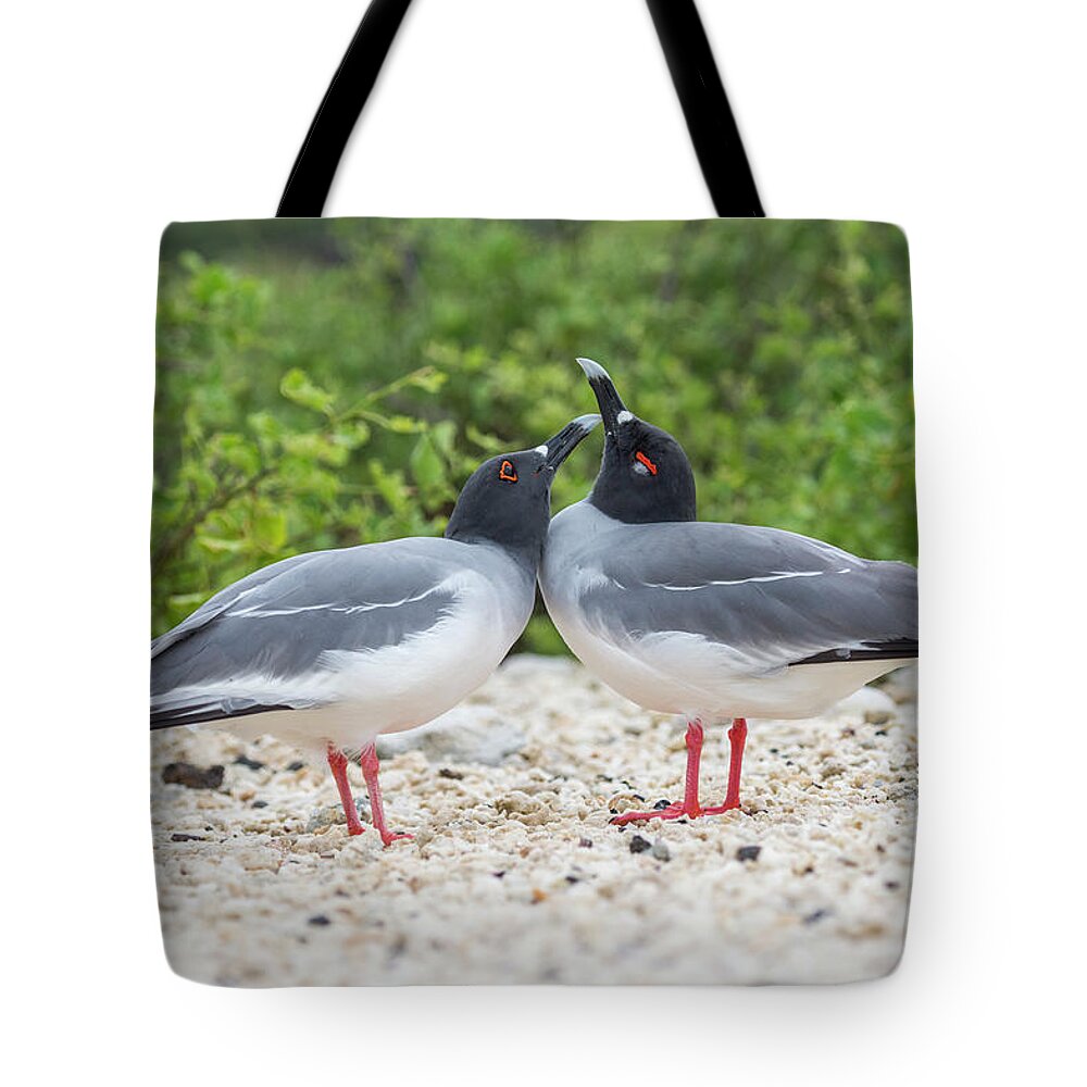 Animal Tote Bag featuring the photograph Swallow-tailed Gulls Courting by Tui De Roy