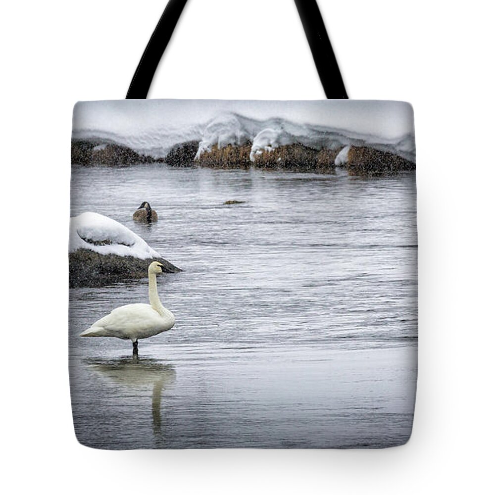 Timothy Hacker Tote Bag featuring the photograph Swans In Winter 1 by Timothy Hacker