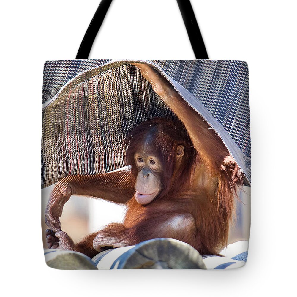 Orangutan Tote Bag featuring the photograph Sweet Baby Orangutan by Rachel Morrison