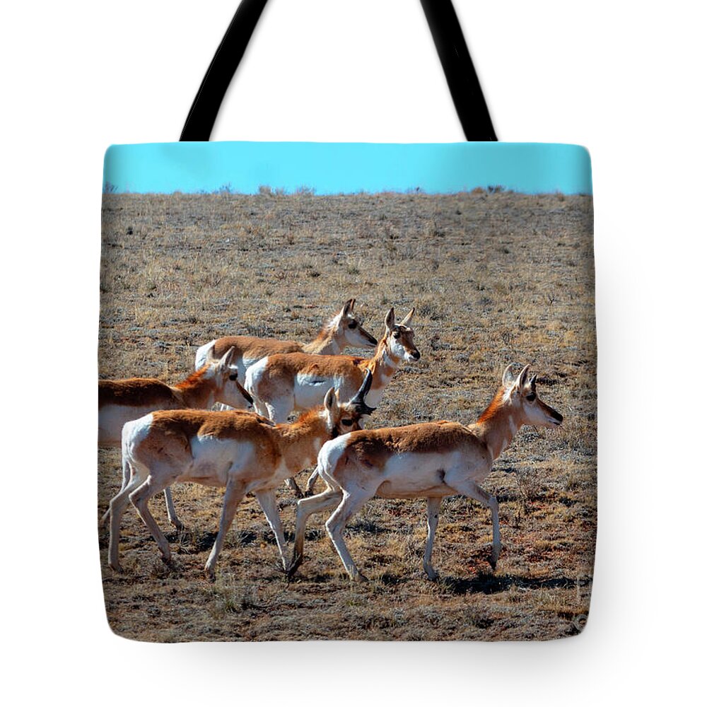 Pronghorn Antelope Tote Bag featuring the photograph Sweet Herd of Pronghorn Antelope by Steven Krull