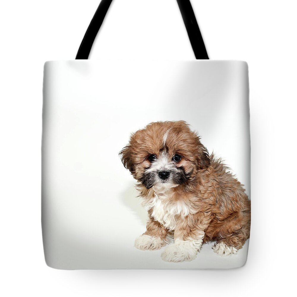 Pets Tote Bag featuring the photograph Sweet Little Lhasa Puppy by Stockimage