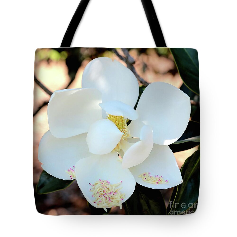 Magnolia Tote Bag featuring the photograph Sweet Magnolia Square by Carol Groenen