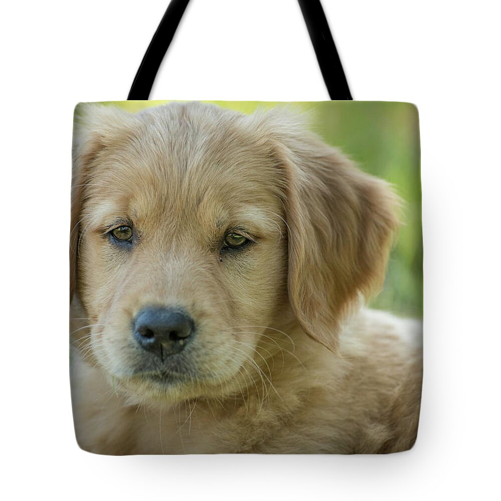 Golden Retriever Puppy Tote Bag featuring the photograph Sweet Sadie Love by Constance Puttkemery