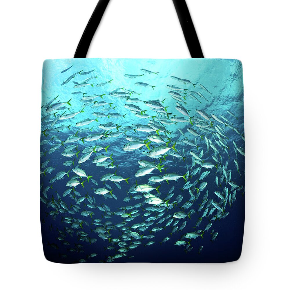 Underwater Tote Bag featuring the photograph Swimming Fishes by Extreme-photographer