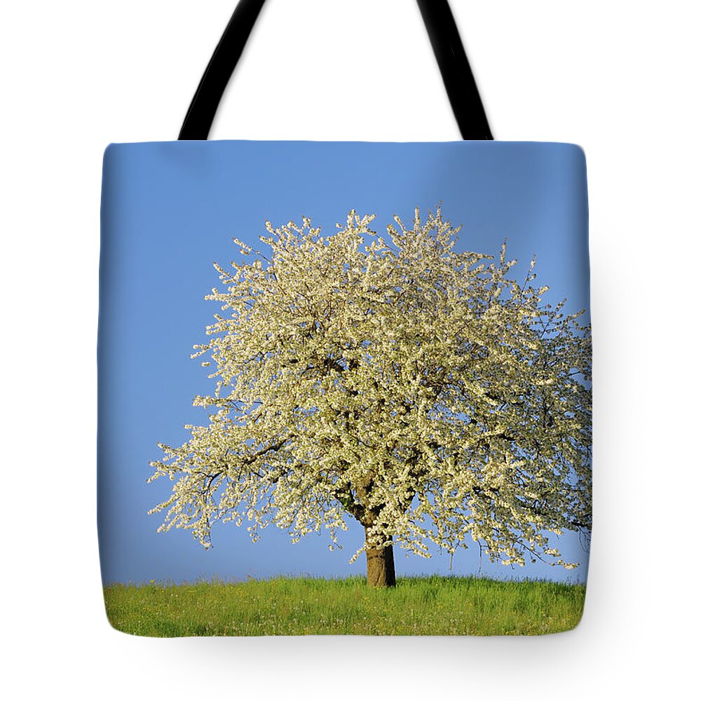 Tranquil Scene Tote Bag featuring the photograph Switzerland, Cherry Tree With Blossom by Martin Ruegner