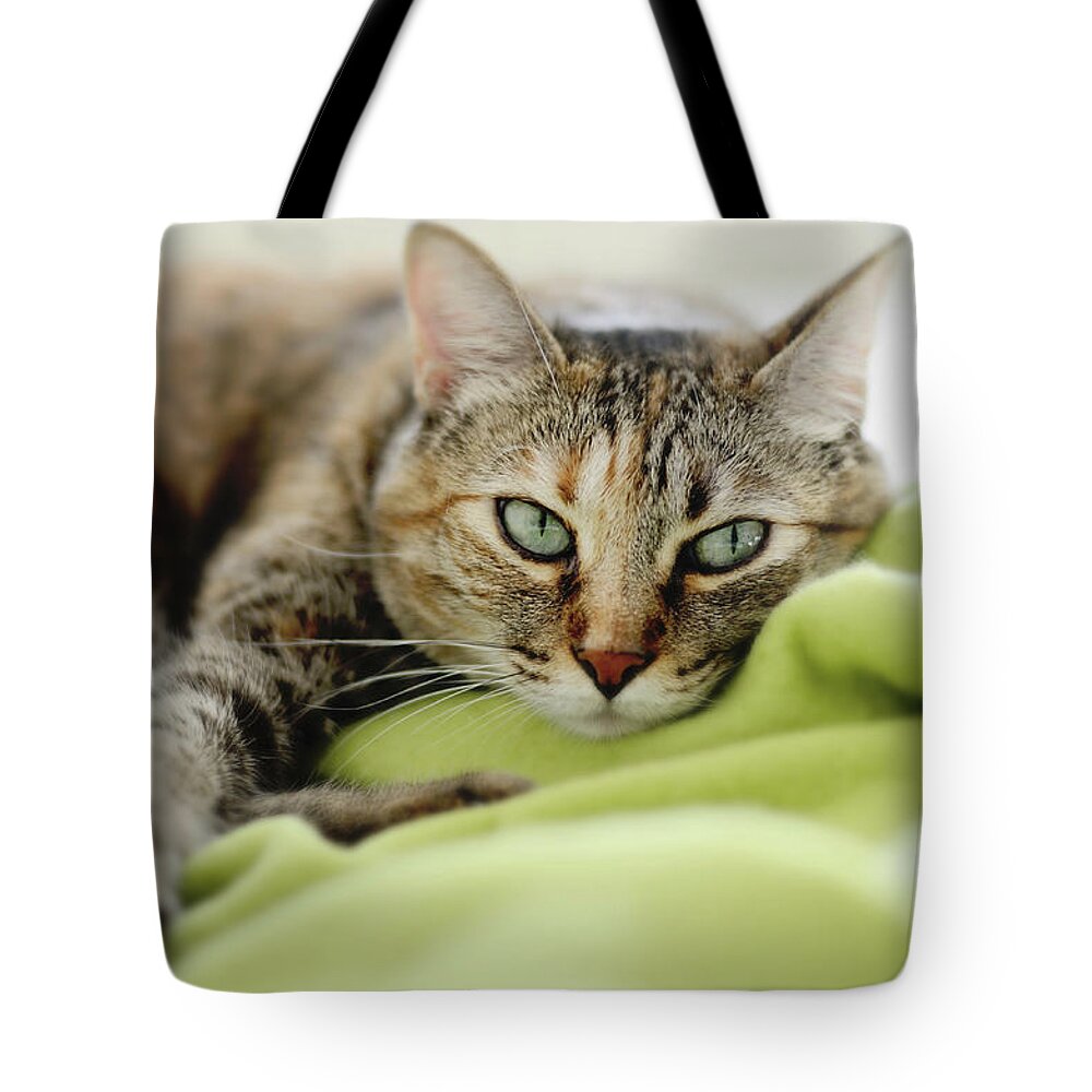 Pets Tote Bag featuring the photograph Tabby Cat On Green Blanket by Dhmig Photography