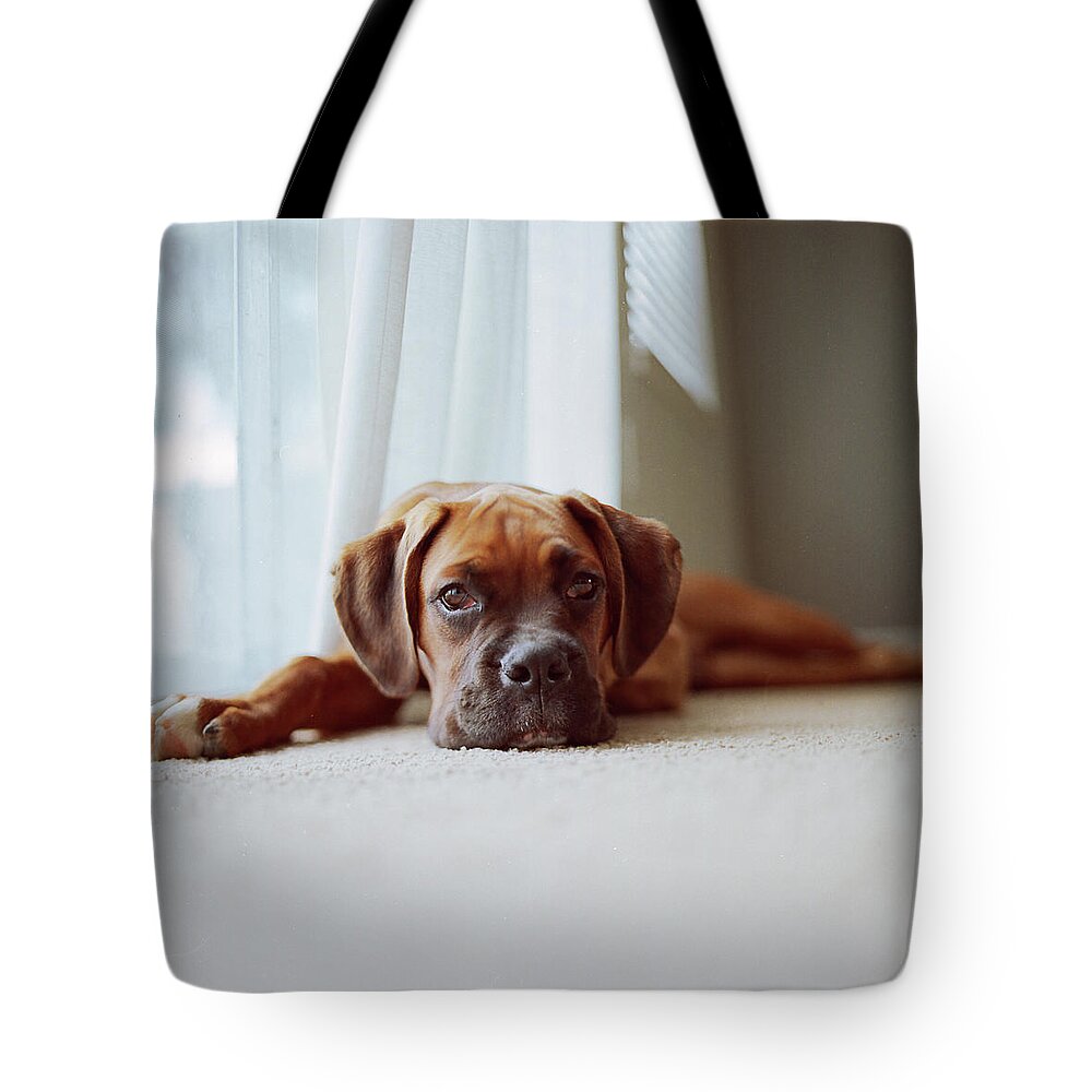 Pets Tote Bag featuring the photograph Tan Boxer Puppy Laying On Carpet Near by Diyosa Carter