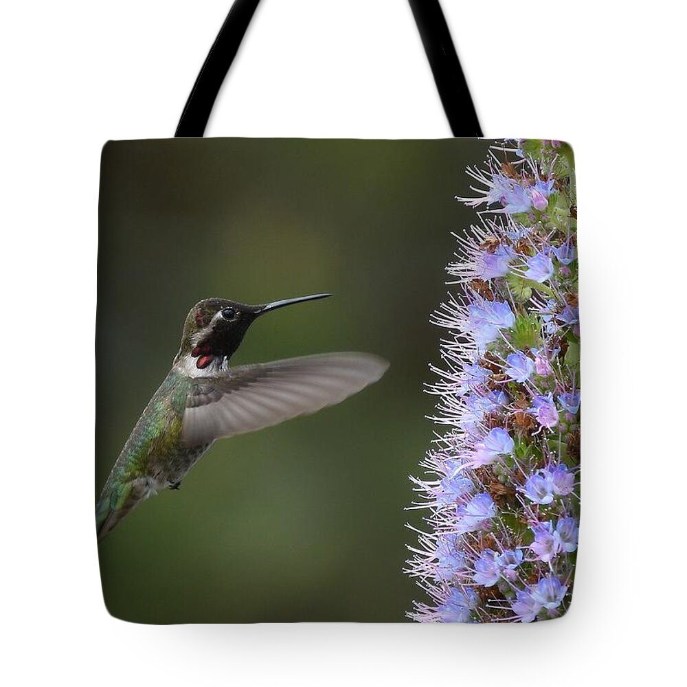 Annas Hummingbird Tote Bag featuring the photograph The Approach by Fraida Gutovich
