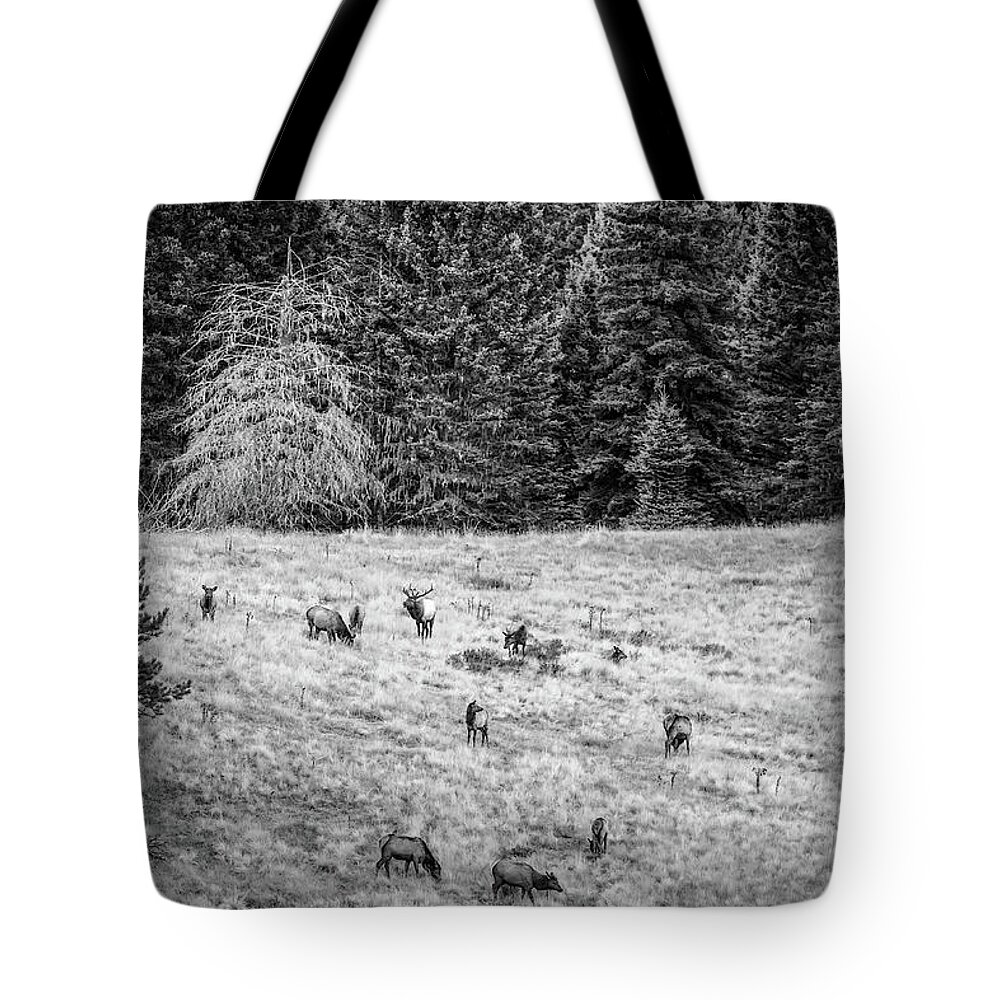 Valles Caldera National Preserve Tote Bag featuring the photograph The California Mother and Daughter by Jeff Phillippi