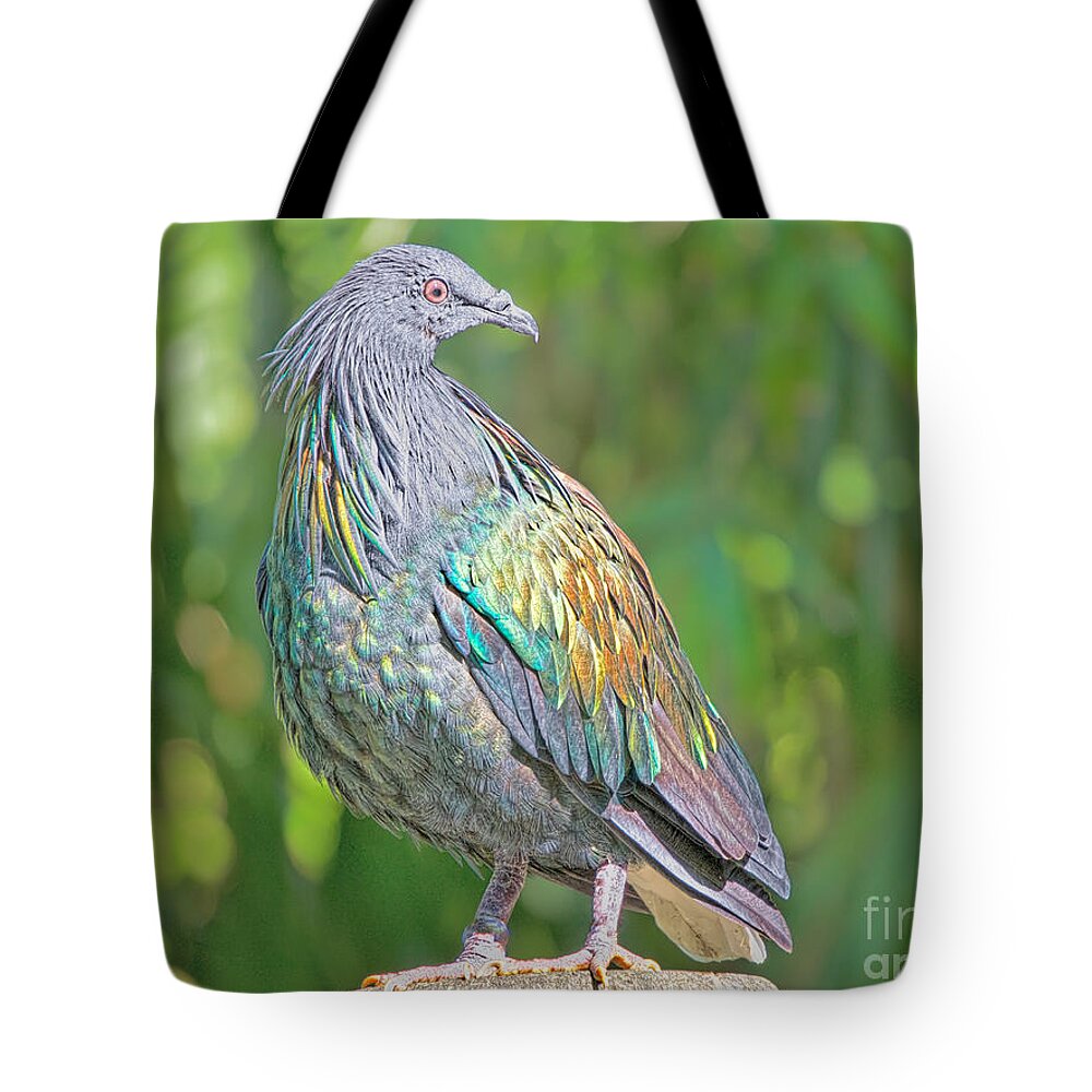 Birds Tote Bag featuring the photograph The Exotic Nicobar by Judy Kay