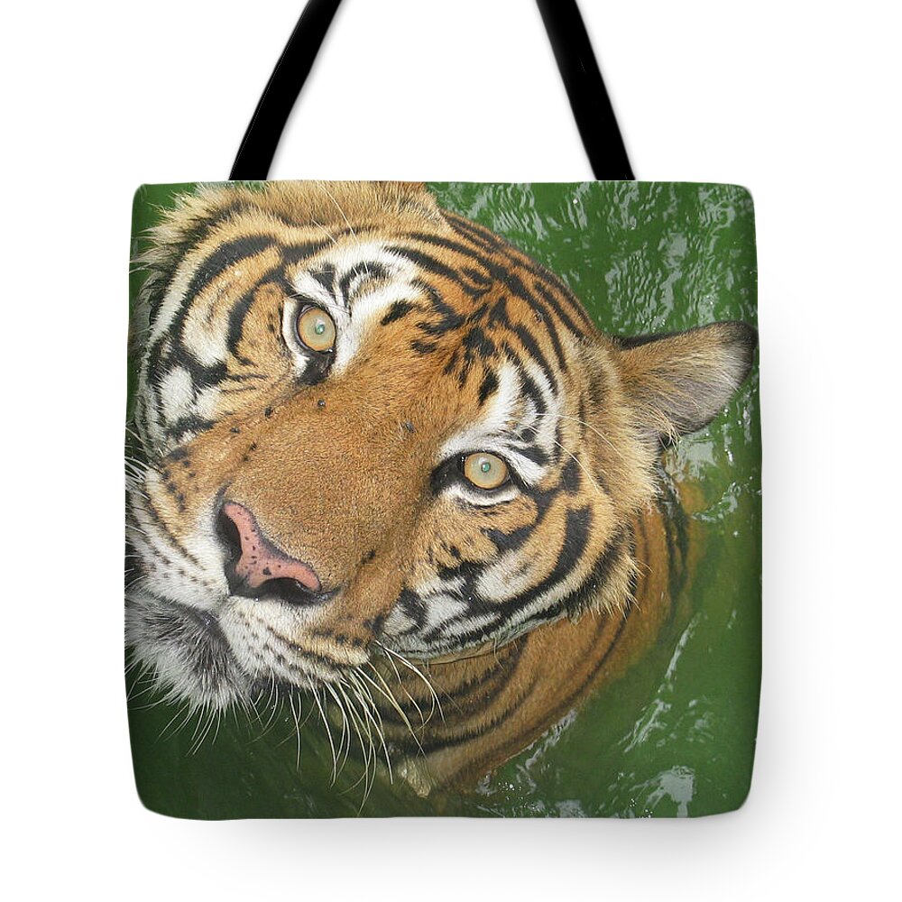 Animal Themes Tote Bag featuring the photograph The Eyes Of A Tiger by Fresh, Amazing Pictures Make People Look!