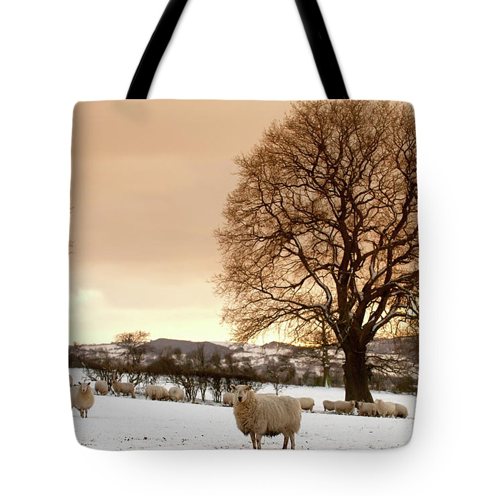 Snow Tote Bag featuring the photograph The Flock by Dageldog