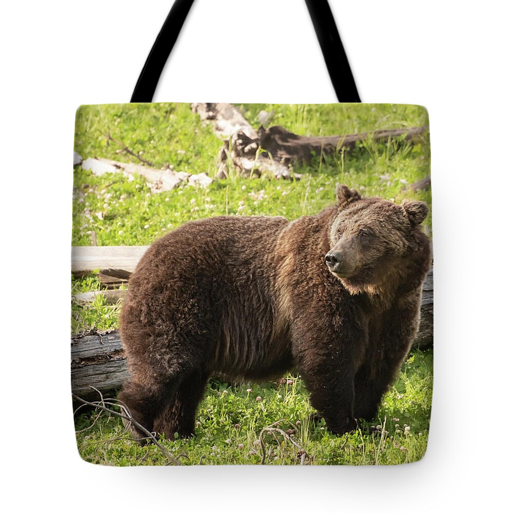 2019 Tote Bag featuring the photograph The Great Grizzly Bear by Constance Puttkemery