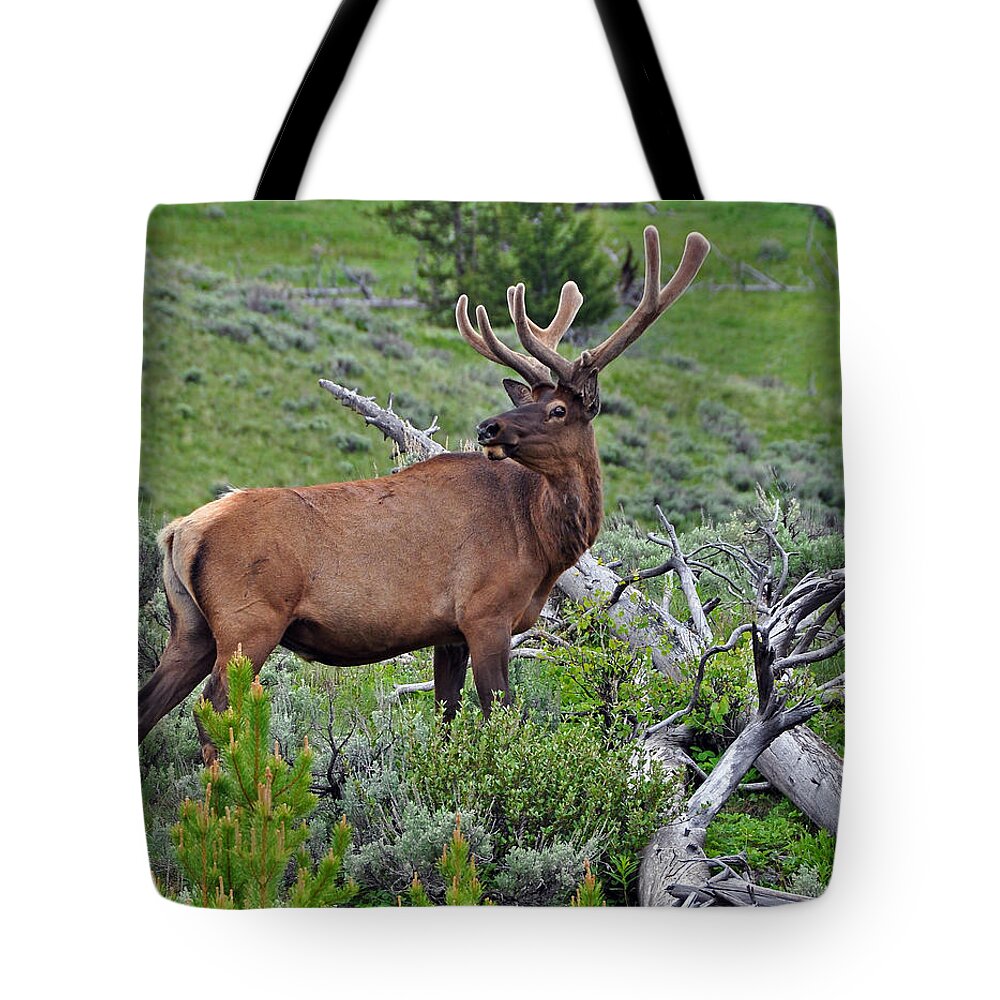 Yellowstone Tote Bag featuring the photograph The King by Randall Dill