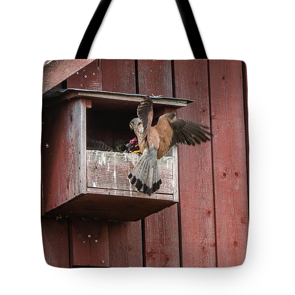 Kestrel Tote Bag featuring the photograph The male Kestrel deliver a fresh vole by Torbjorn Swenelius