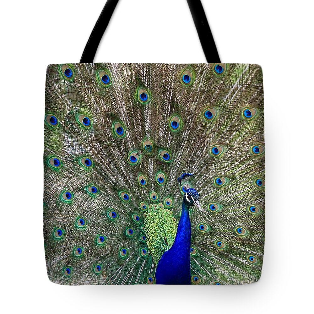 Peacock Bird Tote Bag featuring the photograph The Male Peacock by Ed Riche