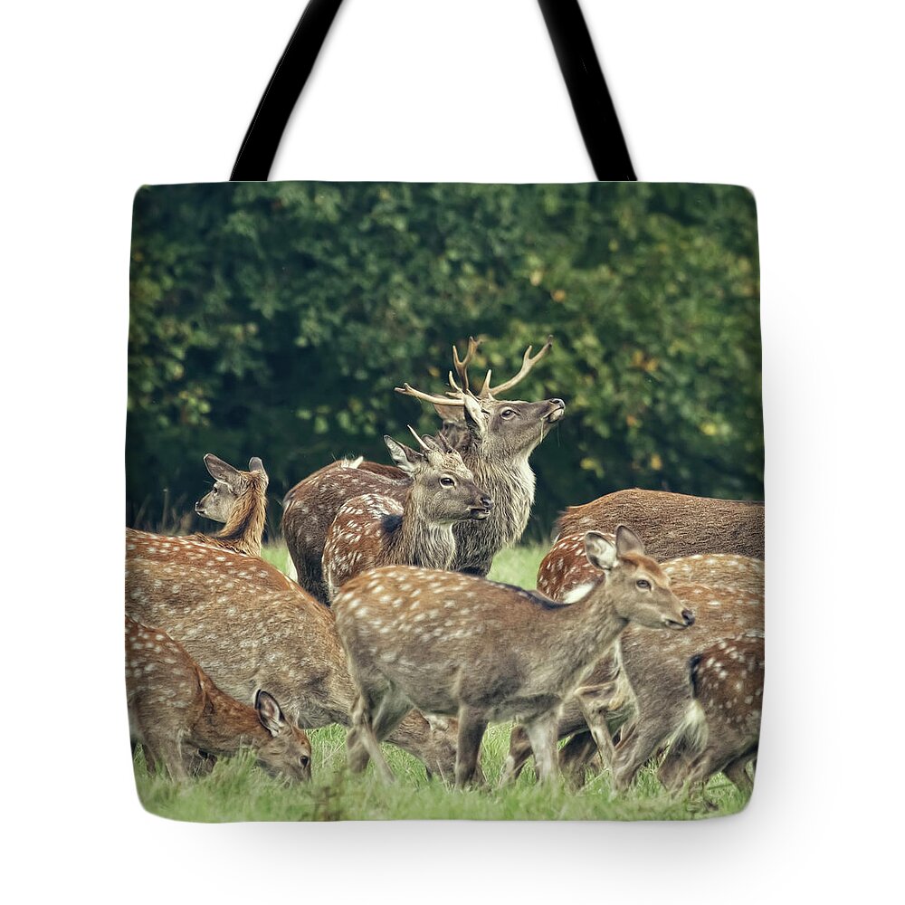 Grass Tote Bag featuring the photograph The Pride Of The Stag by Blackcatphotos