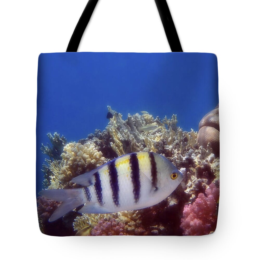 Fish Tote Bag featuring the photograph The Red Sea Scissortail Sergeant by Johanna Hurmerinta